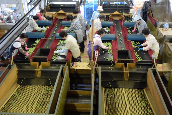 梅選果場が稼働しました